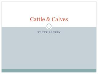 Cattle &amp; Calves