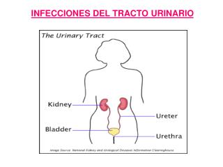 INFECCIONES DEL TRACTO URINARIO