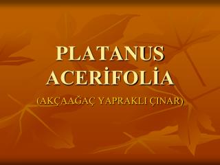 PLATANUS ACERİFOLİA