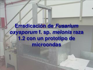 Erradicación de Fusarium oxysporum f. sp. melonis raza 1.2 con un prototipo de microondas