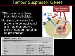 Tumour Suppressor Genes