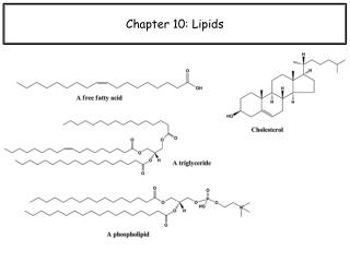 Chapter 10: Lipids