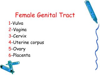 Female Genital Tract