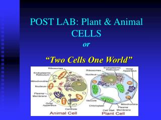 POST LAB: Plant &amp; Animal CELLS or