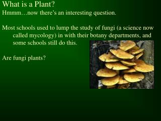 What is a Plant? Hmmm…now there’s an interesting question.