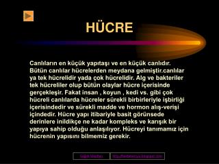 HÜCRE