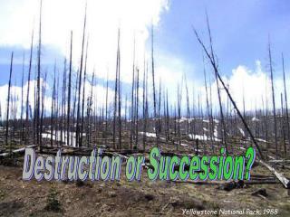 Destruction or Succession?