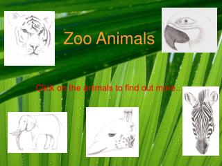 Zoo Animals