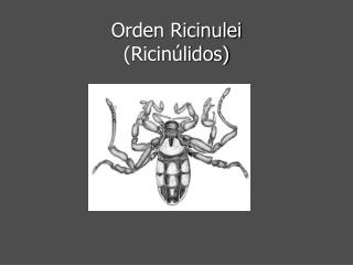 Orden Ricinulei (Ricinúlidos)