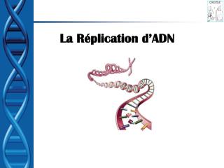 La Réplication d’ADN