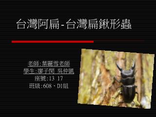 台灣阿扁 - 台灣扁鍬形蟲