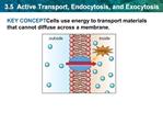 3.5 Active Transport, Endocytosis, and Exocytosis