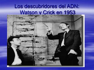 Los descubridores del ADN: Watson y Crick en 1953