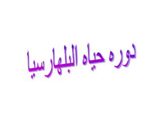 دوره حياه البلهارسيا
