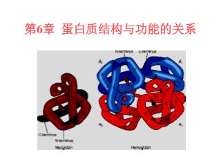 第 6 章 蛋白质结构与功能的关系