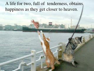 A life for two, full of tenderness, obtains happiness as they get closer to heaven.