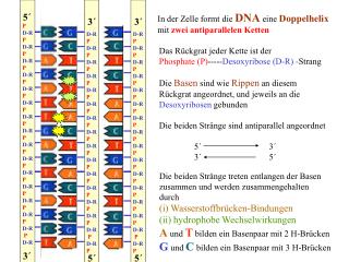In der Zelle formt die DNA eine Doppelhelix mit zwei antiparallelen Ketten