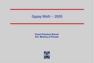 Gypsy Moth -- 2005