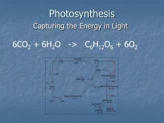 Photosynthesis