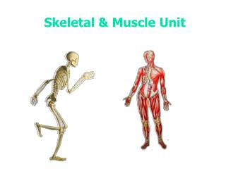 Skeletal &amp; Muscle Unit