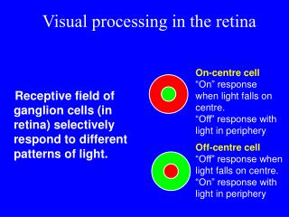 Visual processing in the retina