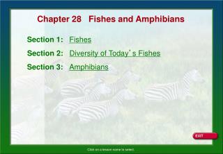 Chapter 28 Fishes and Amphibians
