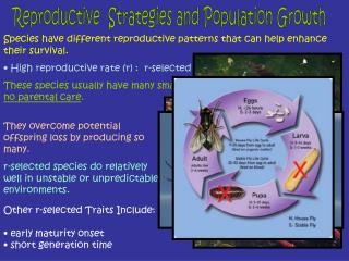 Reproductive Strategies and Population Growth