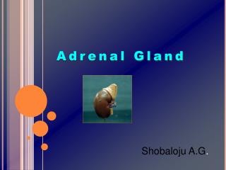 Adrenal Gland