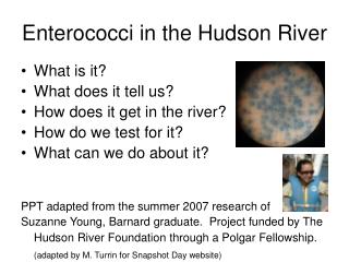 Enterococci in the Hudson River