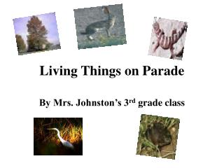 Living Things on Parade