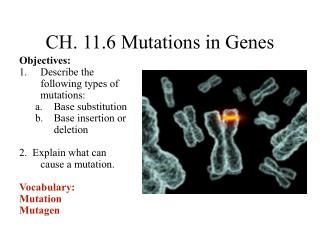CH. 11.6 Mutations in Genes