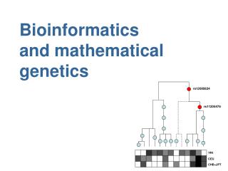 Bioinformatics and mathematical genetics