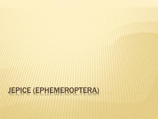 Jepice ( Ephemeroptera )