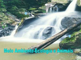 Meio Ambiente-Ecologia e Animais