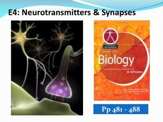 E4: Neurotransmitters &amp; Synapses