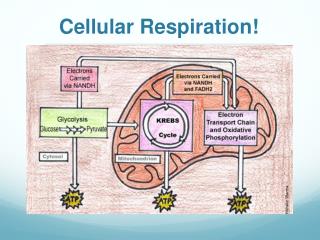 Cellular Respiration!