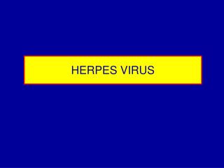 HERPES VIRUS