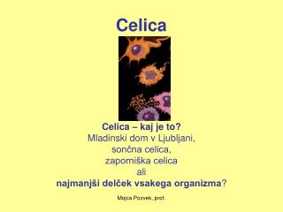Celica