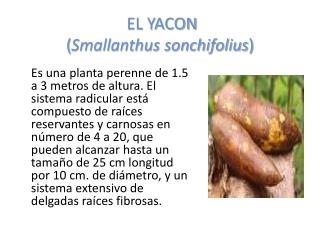 EL YACON ( Smallanthus sonchifolius )