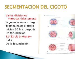 SEGMENTACION DEL CIGOTO