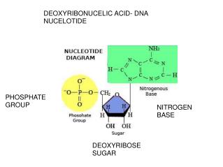 DEOXYRIBONUCELIC ACID- DNA NUCELOTIDE