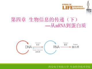 第四章 生物信息的传递（下） — 从 mRNA 到蛋白质