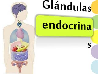 Glándulas endocrinas