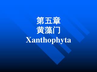 第五章 黄藻门 Xanthophyta