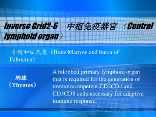 Inverse Grid2-6	 中枢免疫器官 （ Central lymphoid organ ）