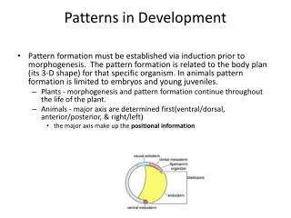 Patterns in Development