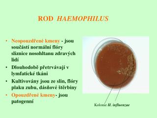 ROD HAEMOPHILUS