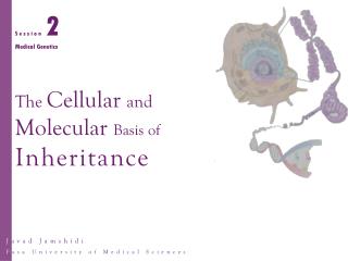 The Cellular and Molecular Basis of Inheritance