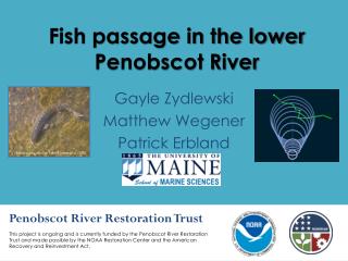 Fish passage in the lower Penobscot River