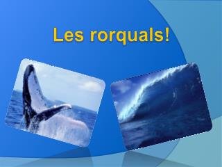 Les rorquals!